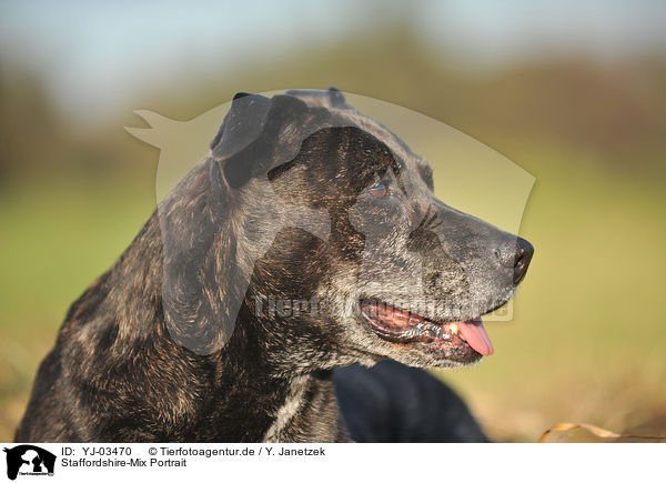 Staffordshire-Mix Portrait / mongrel portrait / YJ-03470