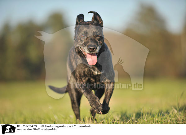 rennender Staffordshire-Mix / running mongrel / YJ-03473