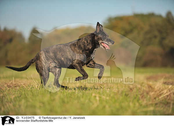 rennender Staffordshire-Mix / running mongrel / YJ-03475