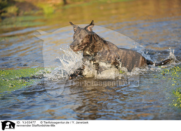 rennender Staffordshire-Mix / running mongrel / YJ-03477