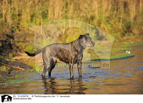Staffordshire-Mix / mongrel / YJ-03478