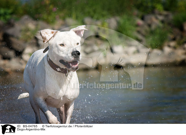 Dogo-Argentino-Mix / mongrel / BS-04765