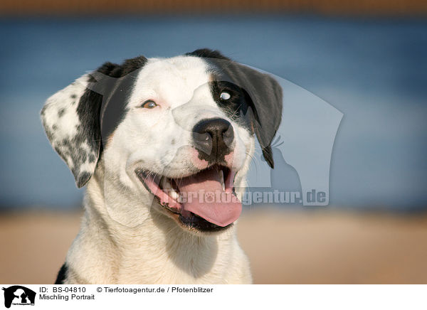 Mischling Portrait / mongrel portrait / BS-04810