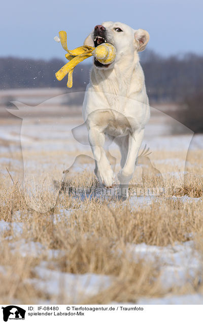 spielender Labrador-Mix / playing Labrador-Mix / IF-08480