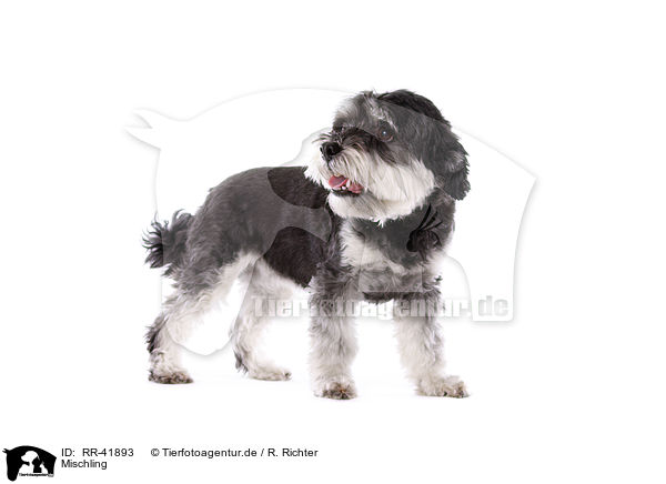 Mischling / mongrel / RR-41893