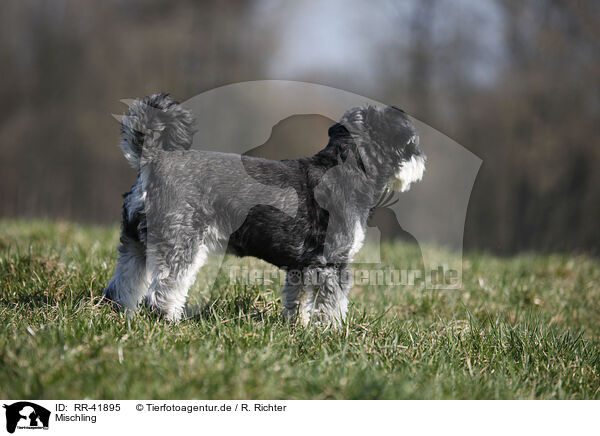 Mischling / mongrel / RR-41895