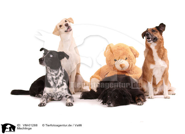 Mischlinge / mongrels / VM-01288