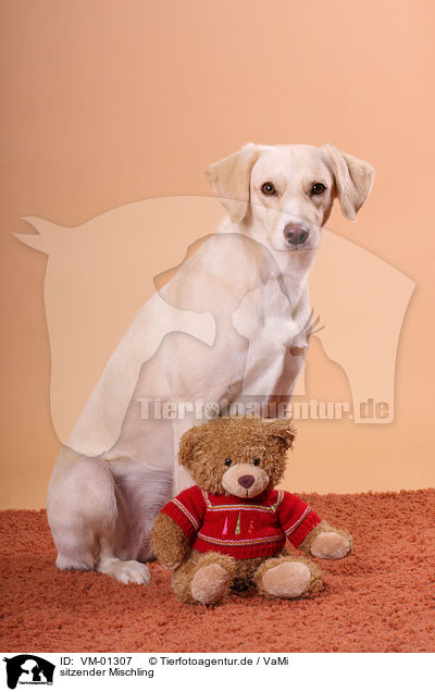 sitzender Mischling / sitting mongrel / VM-01307