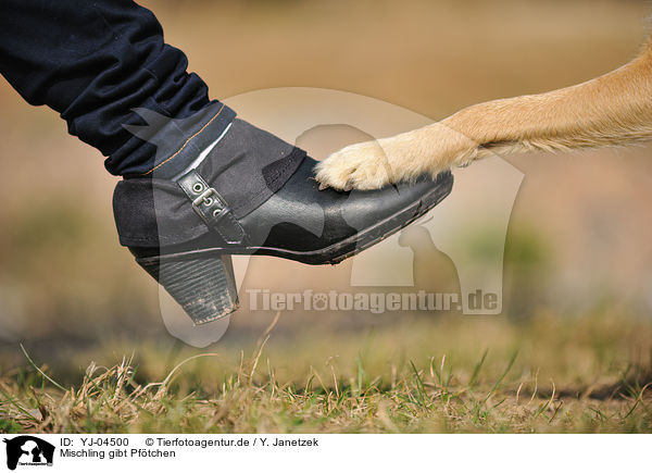 Mischling gibt Pftchen / mongrel gives paw / YJ-04500