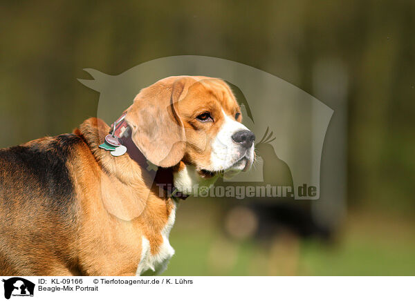 Beagle-Mix Portrait / Beagle-Mix Portrait / KL-09166