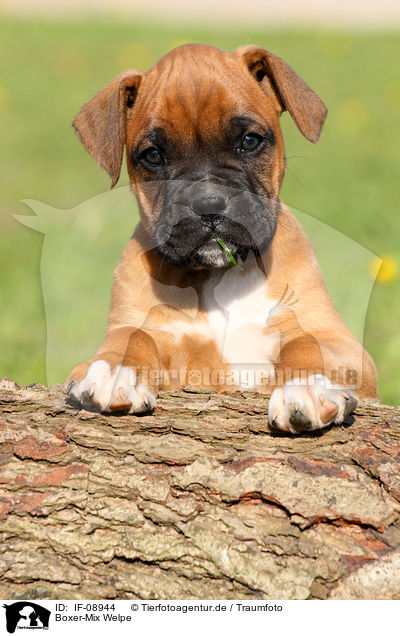 Boxer-Mix Welpe / mongrel puppy / IF-08944