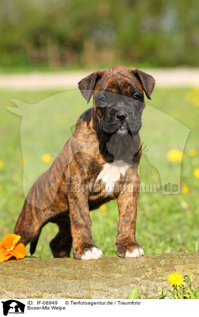 Boxer-Mix Welpe / mongrel puppy / IF-08949