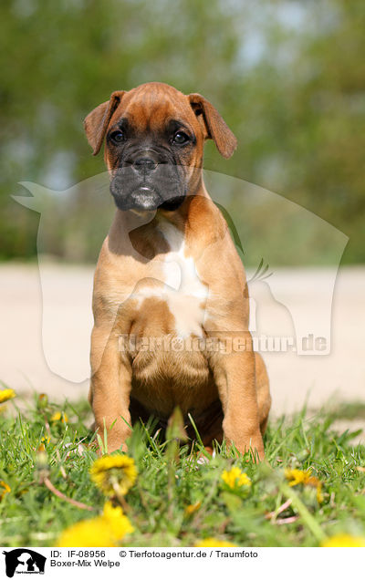 Boxer-Mix Welpe / mongrel puppy / IF-08956
