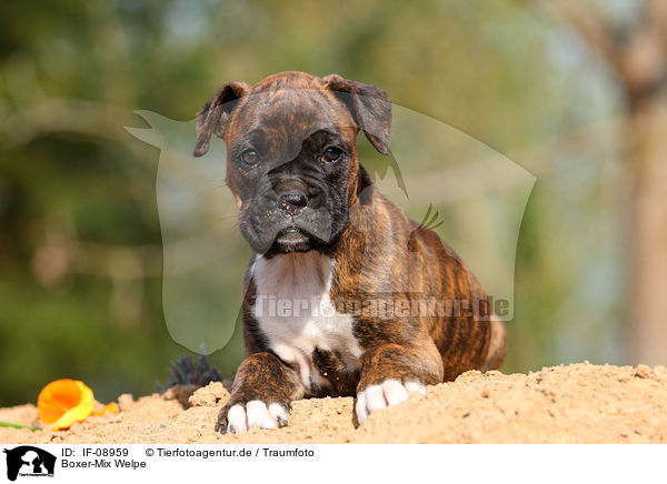 Boxer-Mix Welpe / mongrel puppy / IF-08959
