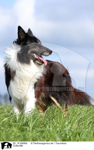 Collie-Mix / mongrel / IF-08969