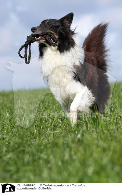 apportierender Collie-Mix / retrieving mongrel / IF-08970