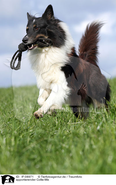 apportierender Collie-Mix / retrieving mongrel / IF-08971