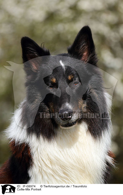 Collie-Mix Portrait / mongrel portrait / IF-08974