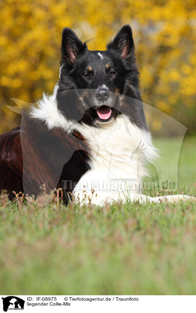 liegender Collie-Mix / lying mongrel / IF-08975