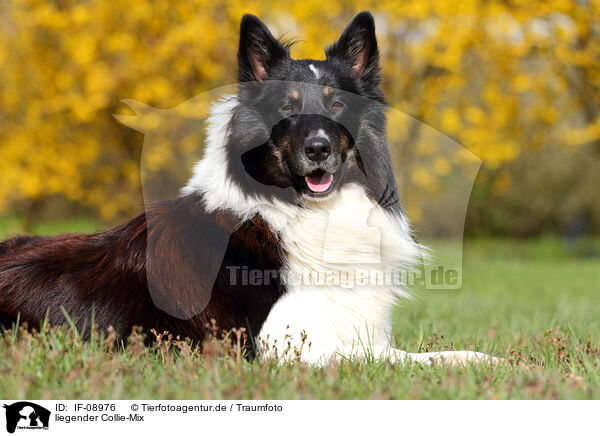 liegender Collie-Mix / lying mongrel / IF-08976