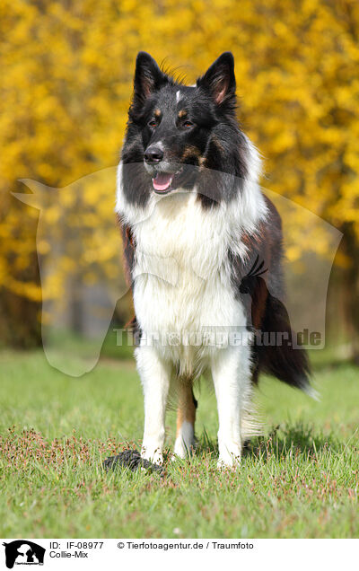 Collie-Mix / mongrel / IF-08977