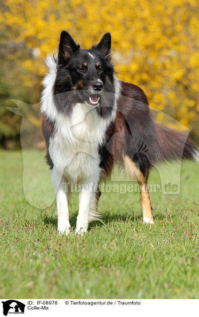 Collie-Mix / mongrel / IF-08978