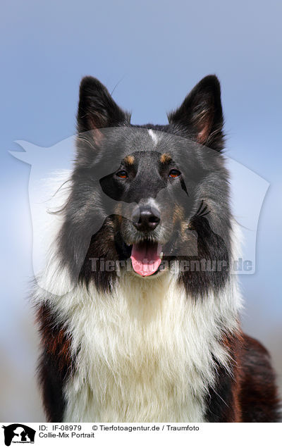 Collie-Mix Portrait / mongrel portrait / IF-08979