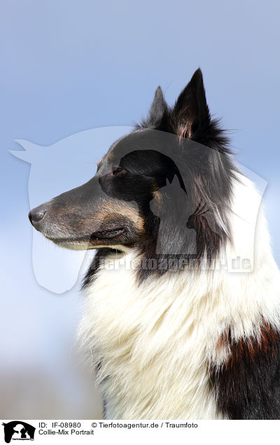 Collie-Mix Portrait / mongrel portrait / IF-08980