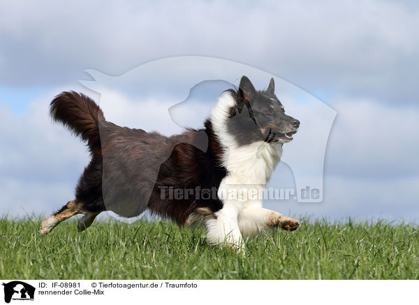 rennender Collie-Mix / running mongrel / IF-08981