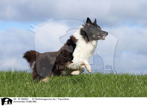rennender Collie-Mix / running mongrel / IF-08983