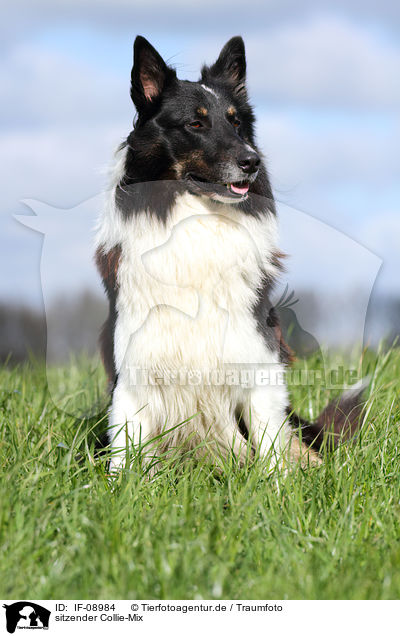 sitzender Collie-Mix / sitting mongrel / IF-08984