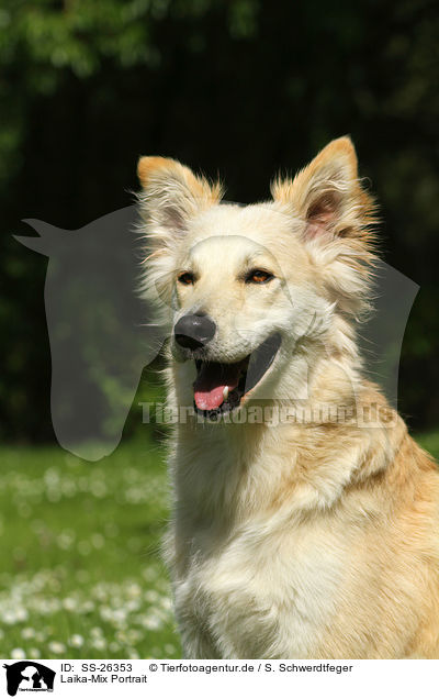 Laika-Mix Portrait / mongrel portrait / SS-26353