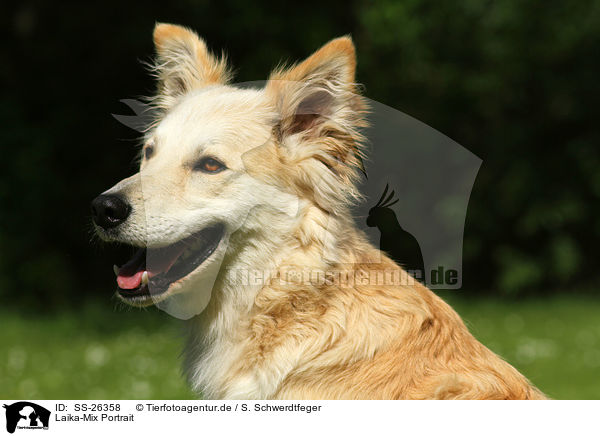 Laika-Mix Portrait / mongrel portrait / SS-26358