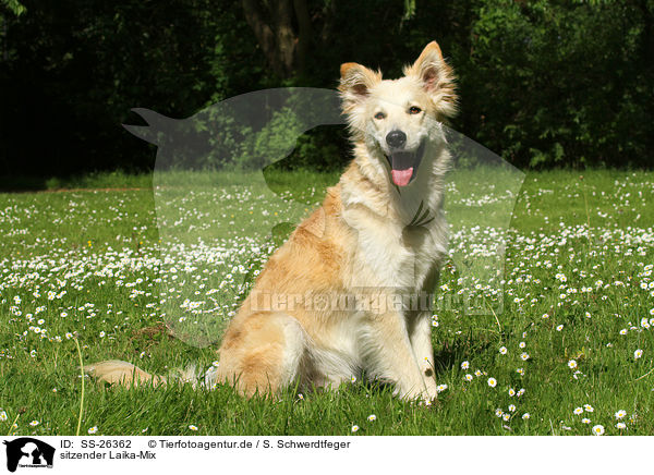 sitzender Laika-Mix / SS-26362