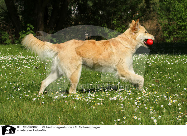 spielender Laika-Mix / playing mongrel / SS-26382
