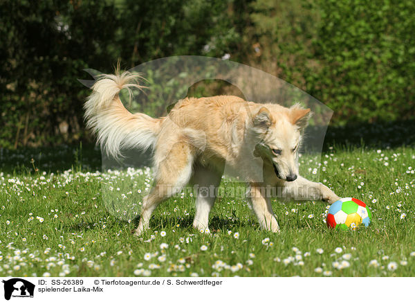 spielender Laika-Mix / playing mongrel / SS-26389