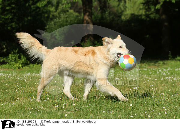 spielender Laika-Mix / playing mongrel / SS-26391