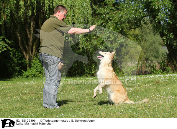 Laika-Mix macht Mnnchen / mongrel shows trick / SS-26396