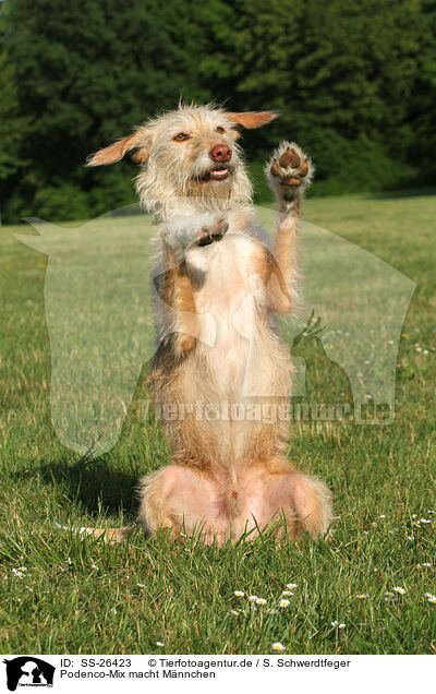 Podenco-Mix macht M�nnchen / SS-26423