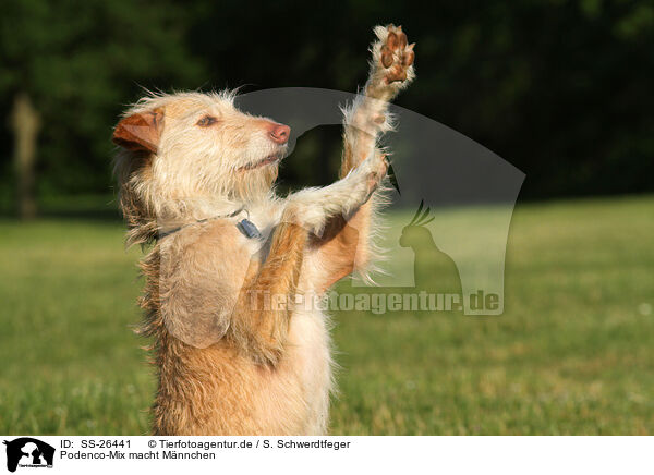 Podenco-Mix macht Mnnchen / SS-26441