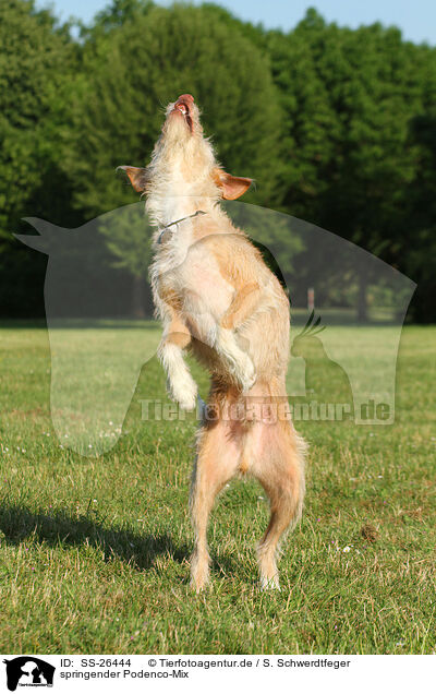 springender Podenco-Mix / jumping mongrel / SS-26444