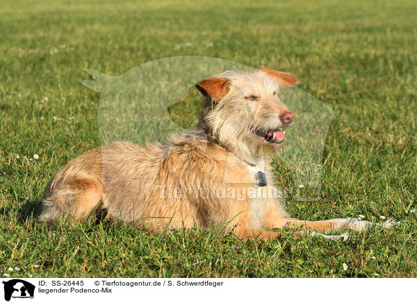 liegender Podenco-Mix / lying mongrel / SS-26445