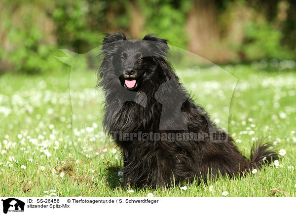 sitzender Spitz-Mix / sitting mongrel / SS-26456