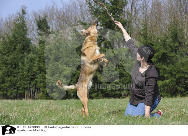 spielender Mischling / playing mongrel / SST-09933