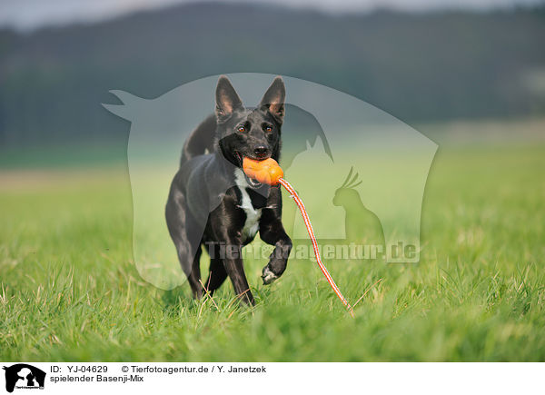 spielender Basenji-Mix / playing mongrel / YJ-04629