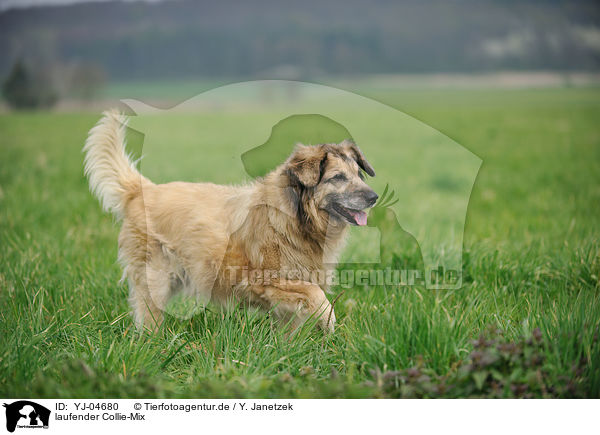 laufender Collie-Mix / walking mongrel / YJ-04680