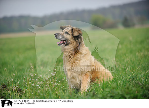 sitzender Collie-Mix / sitting mongrel / YJ-04681