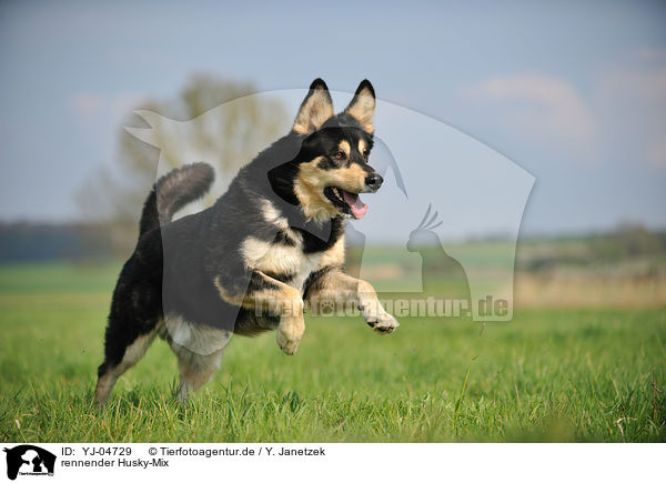 rennender Husky-Mix / running mongrel / YJ-04729