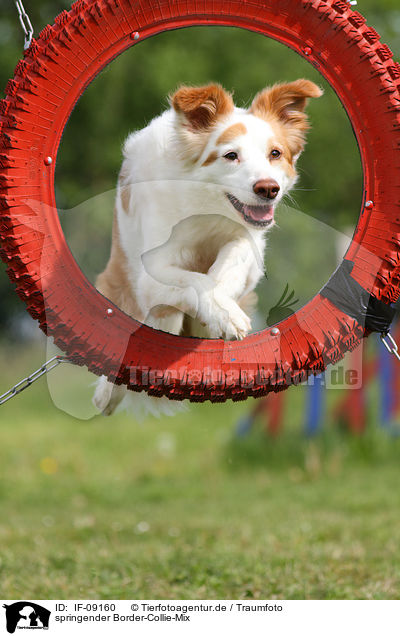 springender Border-Collie-Mix / IF-09160