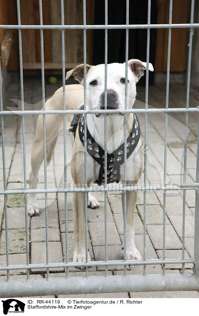 Staffordshire-Mix im Zwinger / mongrel in kennel / RR-44119